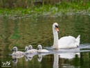 Swan with Chicks - Łabędź z Piskletami
